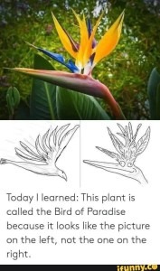 A meme is shown with two depictions of how to interpret the bird of paradise flower. One shows the petals as the wings; the other shows the petals as feather coming from a goofy-looking bird's head with big eyes.