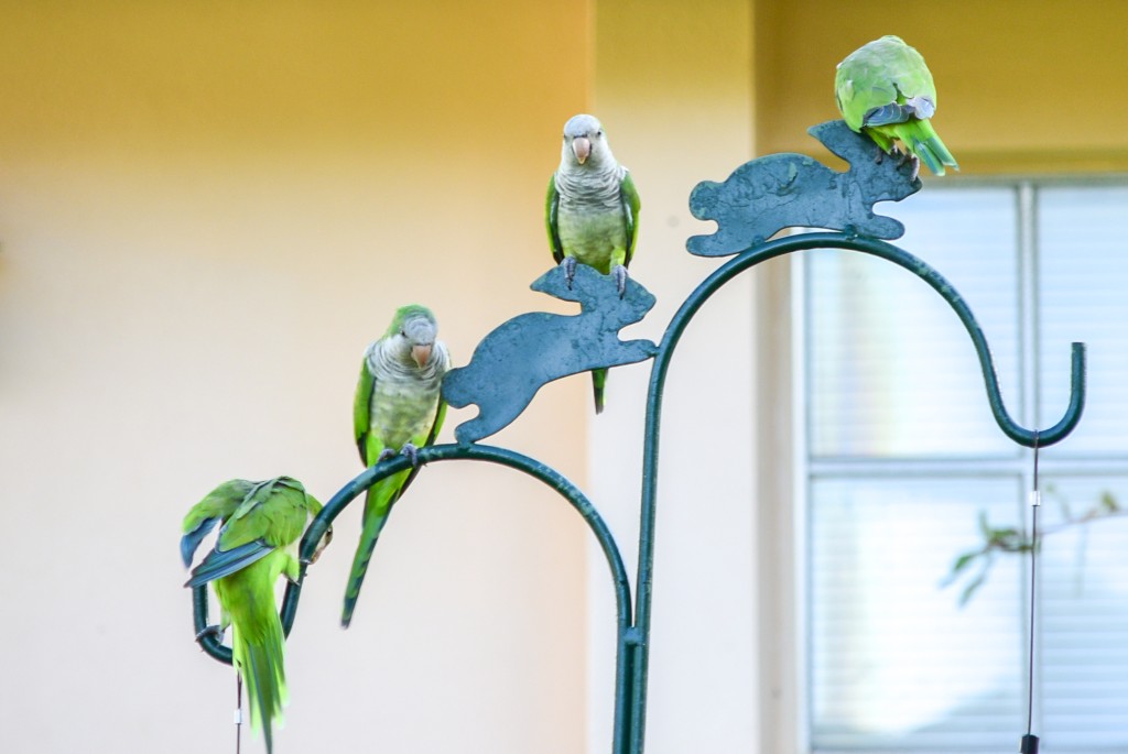 Four monk parakeets are perched on the top of a metal bird feeder. One of them is looking directly at the camera.