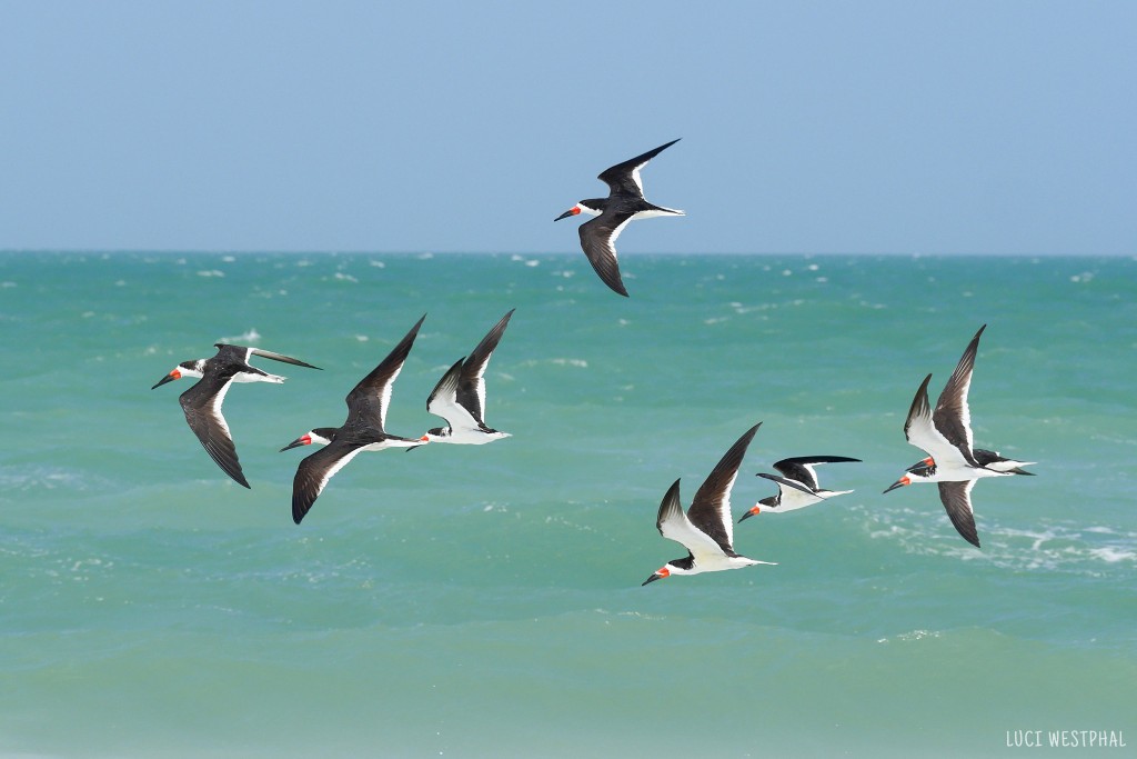 skimmers in flight over water, Luci Westphal