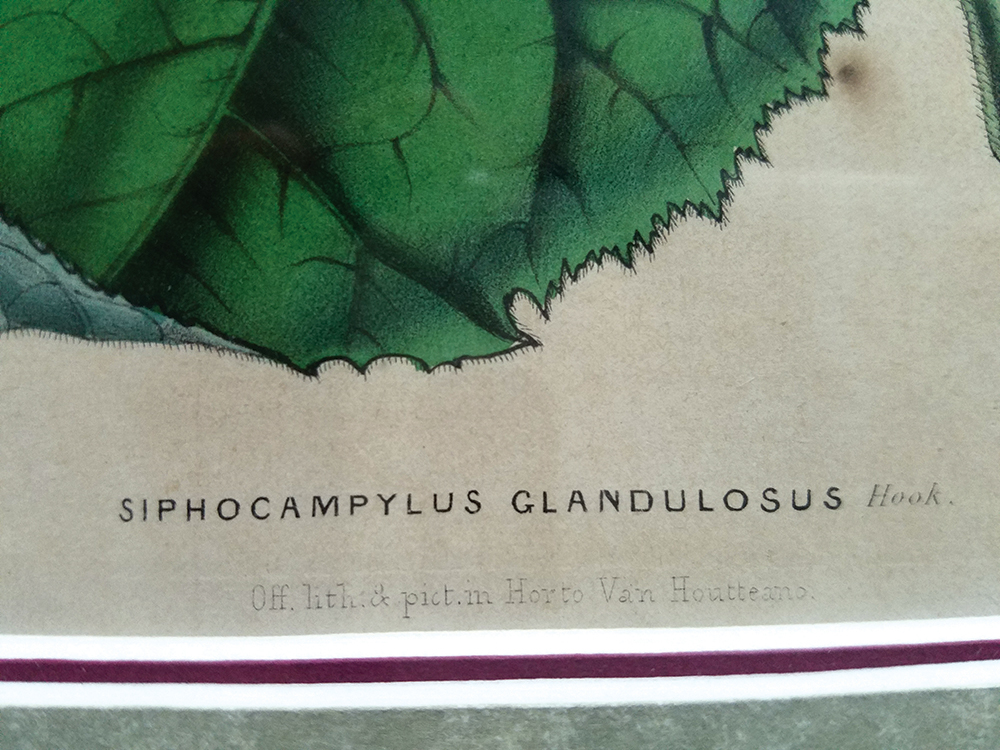 Siphocampylus glandulosus