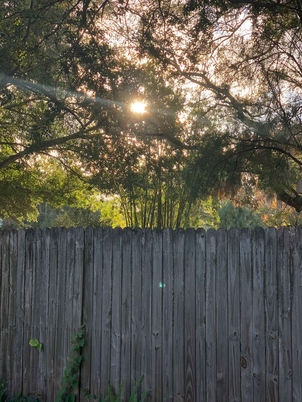 angela warren fence with sun shining
