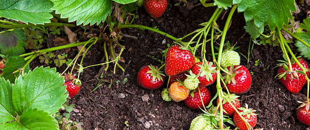 Strawberry Fields Whatever: 8 Life Lessons Learned from The