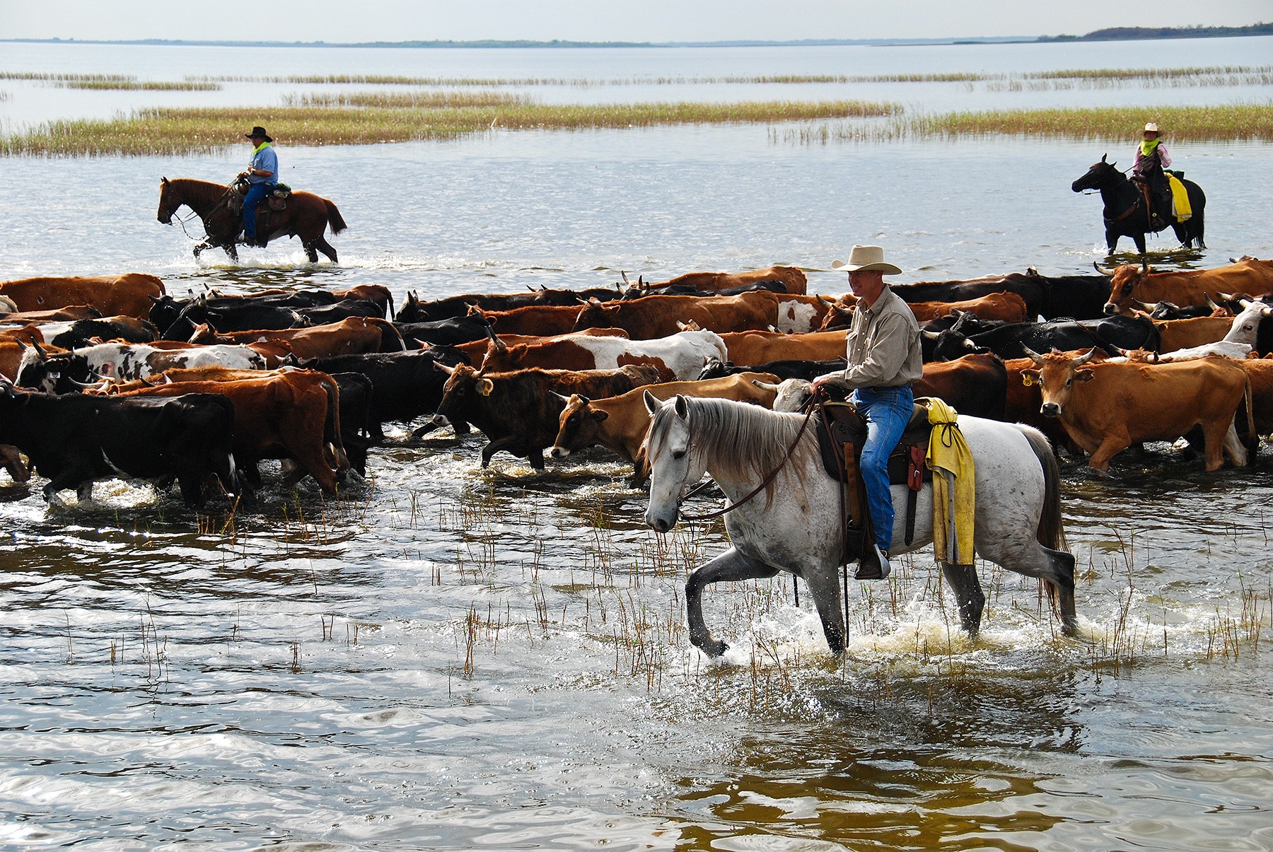 Ranching in Florida; The Florida Cow CavvySavvy.com - We Know Working Horses