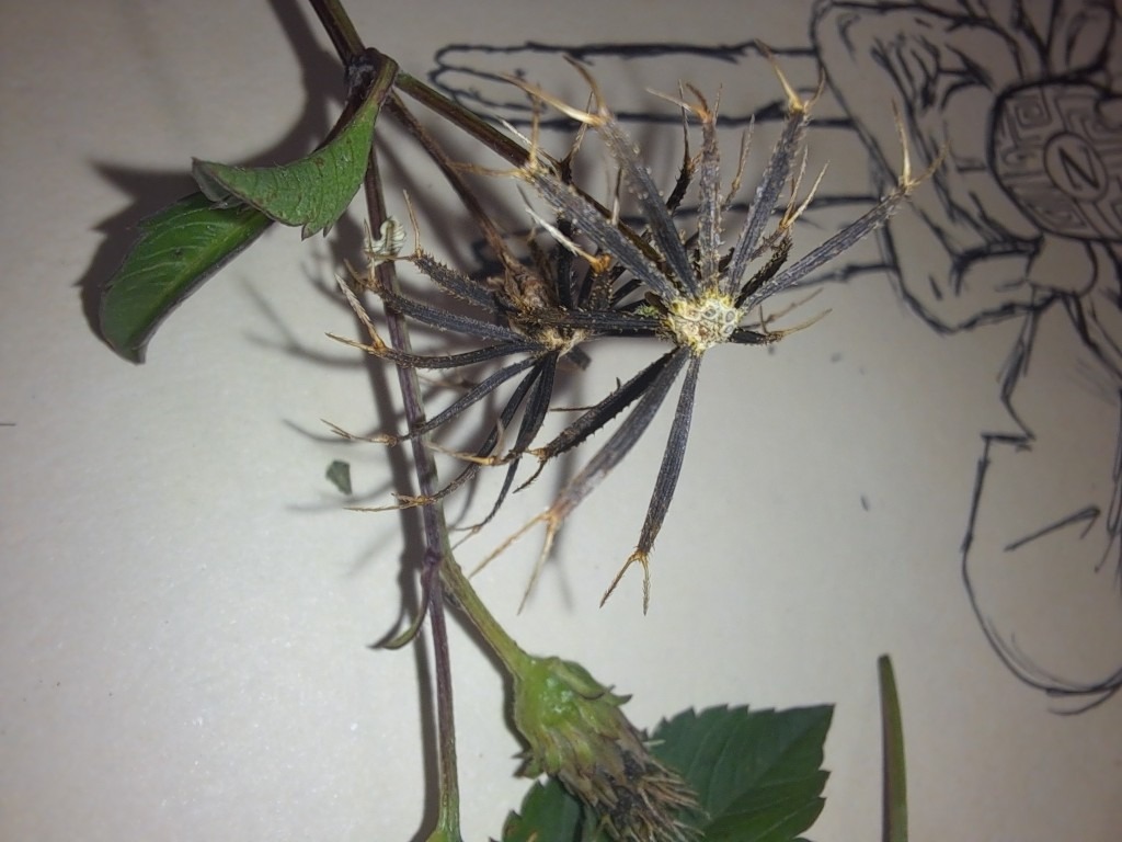 Intro To Iboms Creative Pinellas