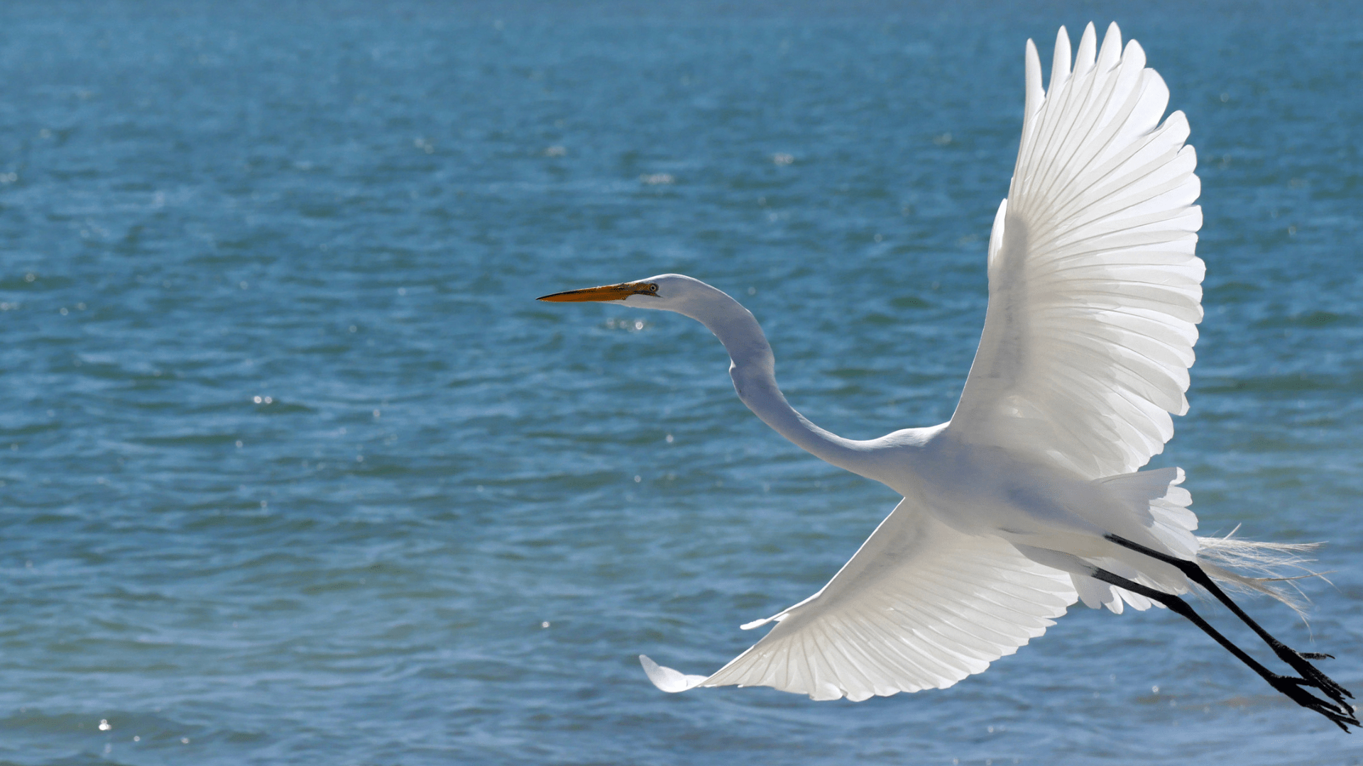 A white bird stretches its wings above a blue body of water.